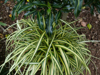 carex oshimensis evergold.jpg_s.jpg